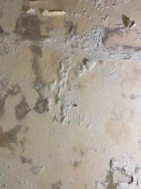 Best Residential Mold Remediation in Barview, OR