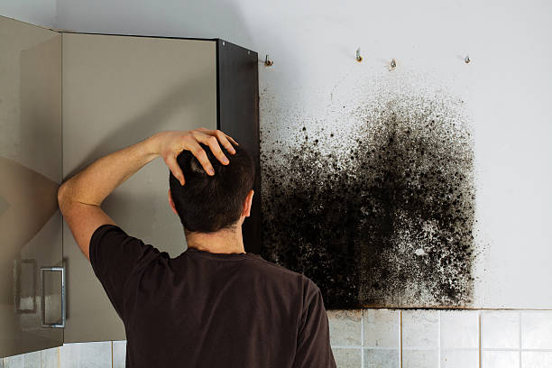 Best Commercial Mold Remediation in Barview, OR